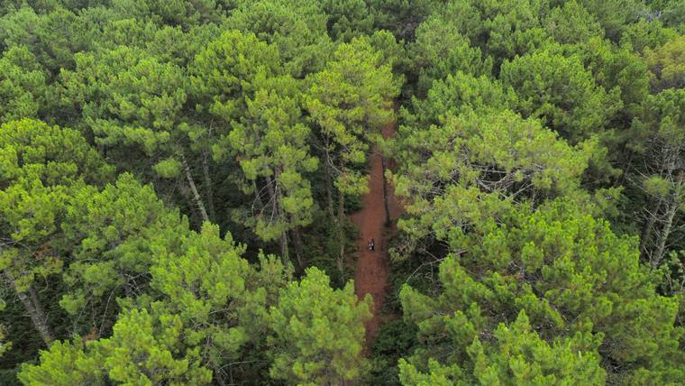 Forêt de pins traversée par un sentier, vue aérienne par drone
